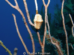 TAKEN IN ROATAN ABOARD THE UTILA AGGRESSOR WITH A 12MG OL... by Charlie Foreman 